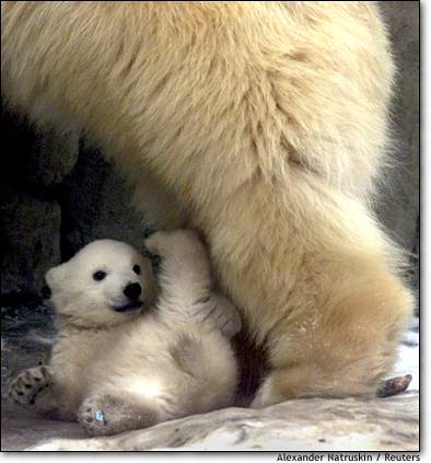 babybear.jpg