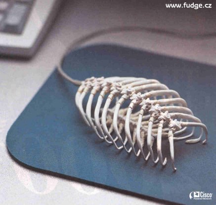 deadmouse.jpg