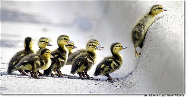 duckies.jpg