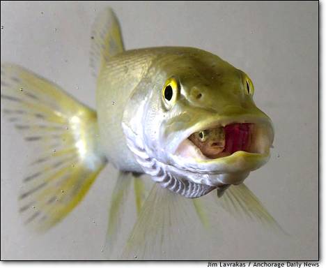 fishfish.jpg